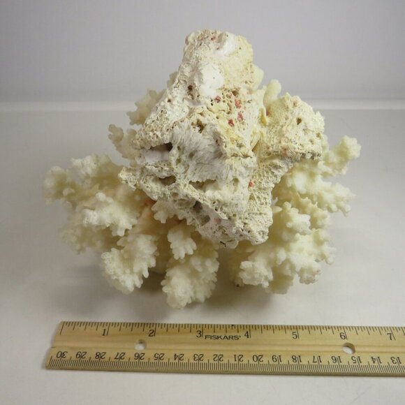 Real Coral white with orangy brown center 5.5" tall over 1lb - Picture 6 of 8